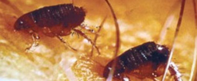 Are-fleas-in-