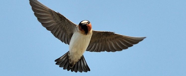 Swallow in flight against blue sky