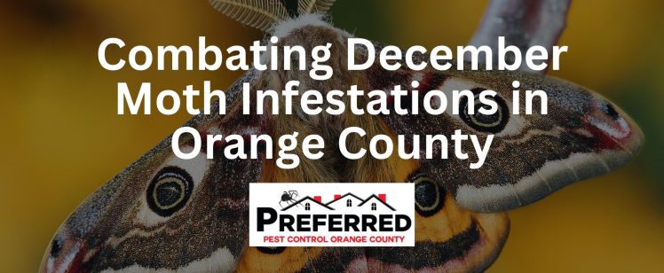 Combating December Moth Infestations in Orange County: Your Guide to a Pest-Free Home and Business