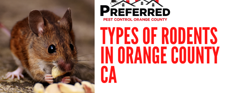 Types of Rodents in Orange County CA