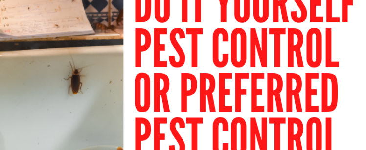 Cockroaches infesting a kitchen countertop and dishes