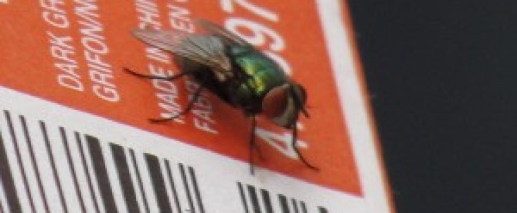 iridescent fly on orange barcode sticker