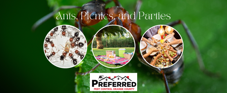 Ants, Picnics, and Parties