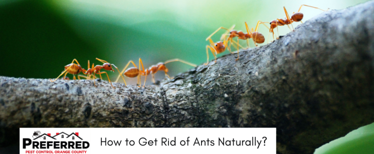 Natural Ways to Get Rid of Ants | Preferred Pest Control