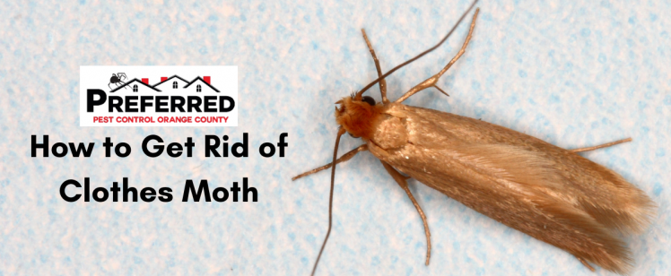 How to Get Rid of Clothes Moth – Orange County Pest Control
