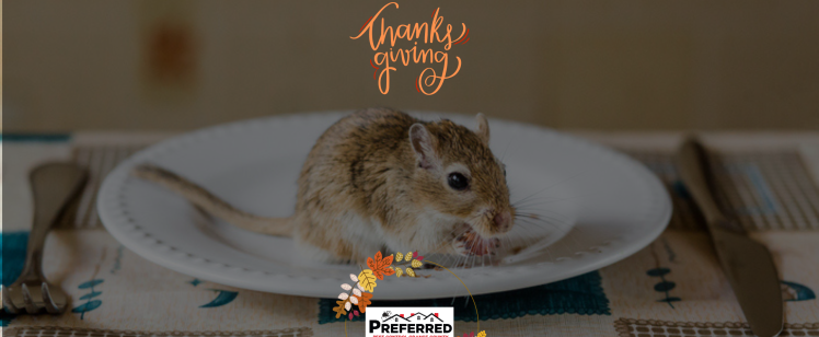 How to Get Rid of Pests Before Thanksgiving