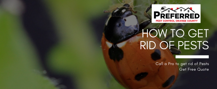 How to Get Rid of Pests