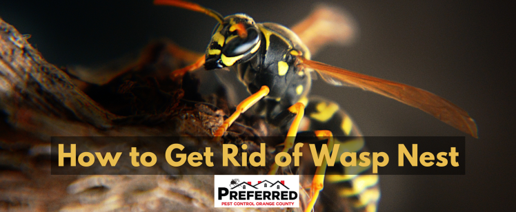 How to Get Rid of Wasp Nest