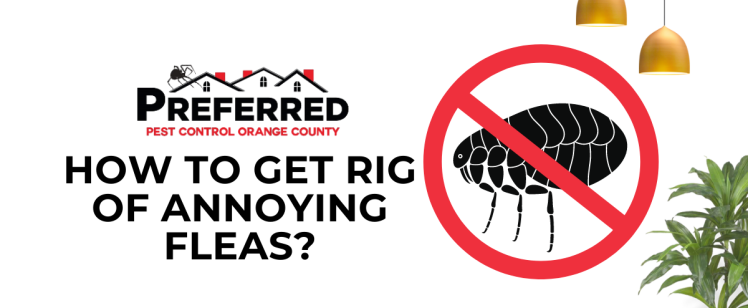 How to Get Rid of Annoying Fleas?