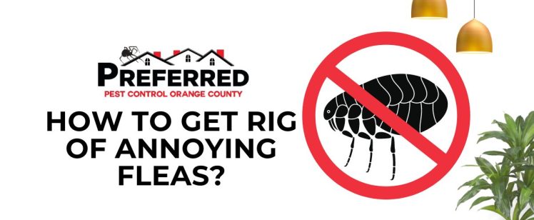 How to Get Rid of Annoying Fleas?