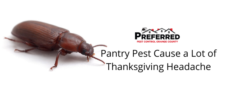 Pantry Pest Cause a Lot of Thanksgiving Headache
