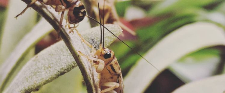 Crickets Mating Season is Here! What You Need to Know.