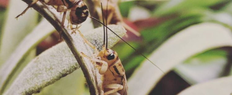 Crickets Mating Season is Here! What You Need to Know.