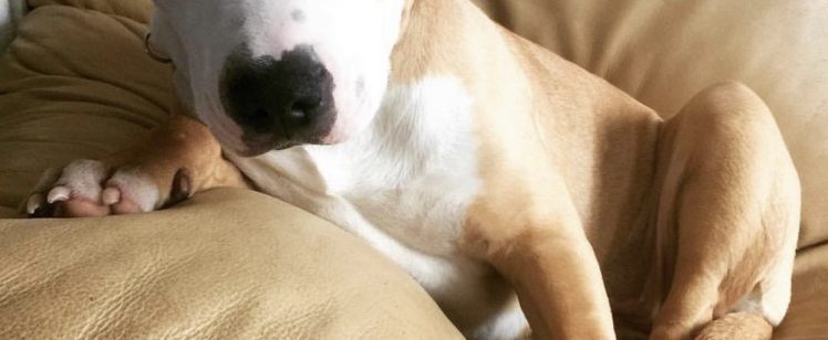 Please, No Fleas! Why There’s an Outbreak in Orange County