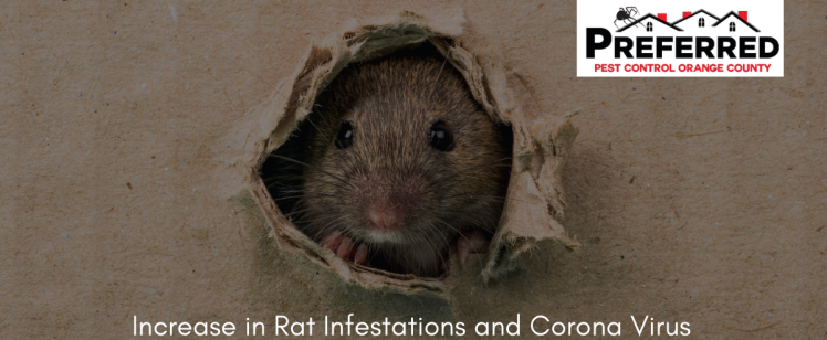 Increase in Rat Infestations in During Pandemic Likely Has Multiple Causes