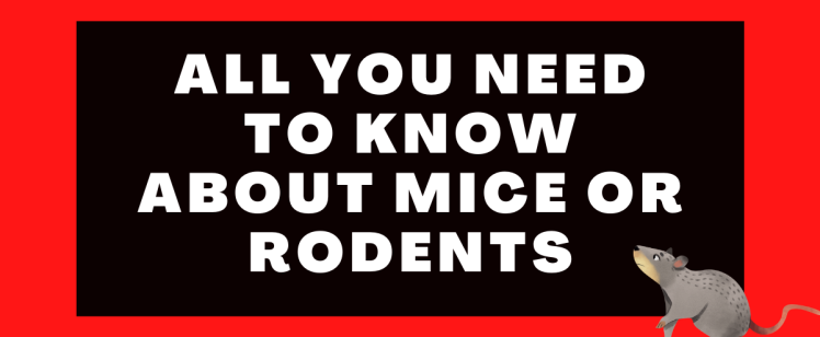 All you need to know about Mice or Rodents
