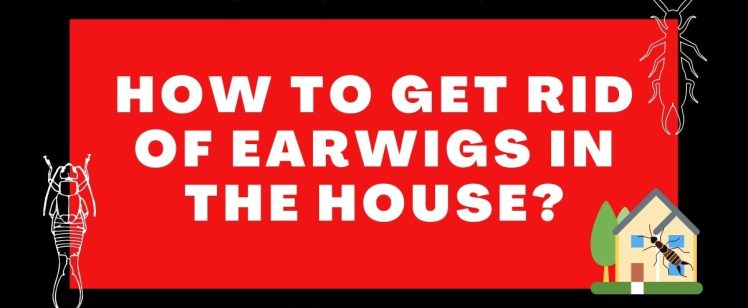 How to Get Rid of Earwigs in the House?