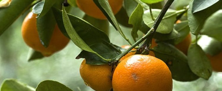 Ripe oranges hanging on a leafy branch