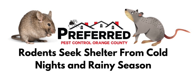 Rodents Seek Shelter From Cold Nights and Rainy Season- Preferred Pest Control