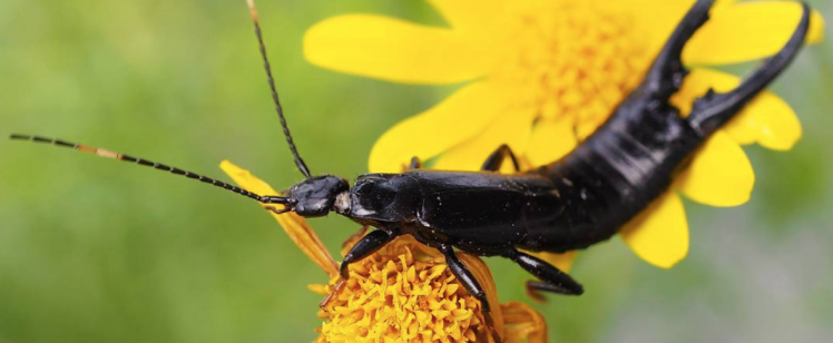 Earwigs & Other Common Landscaping Pests to Look Out For