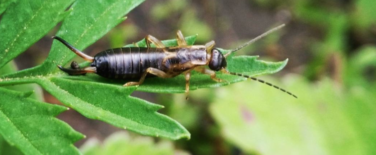 Pest Control Orange County, CA – Preferred Pest Control