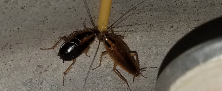 German Roaches Go on the Move and Begin Hitchhiking