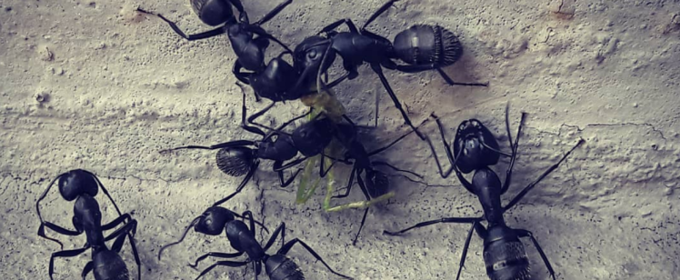 Ants, Common Orange County Pests
