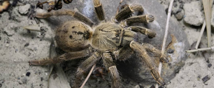 Spiders: The Truth About Mating Habits