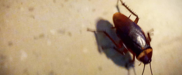 3 Steps to Remove Unwanted Roaches in Orange County