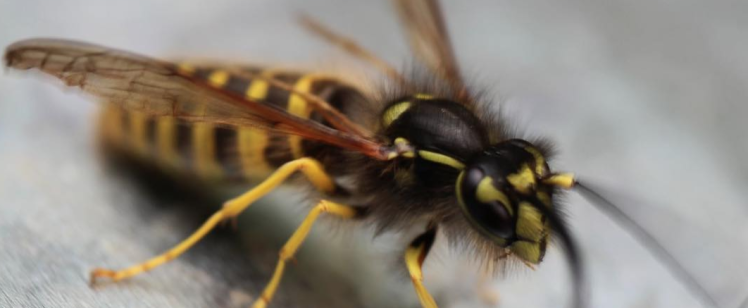 How to Prevent Wasps from Invading Your Home