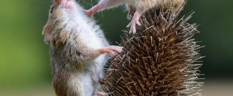 Dealing with Rodent Infestations in Orange County