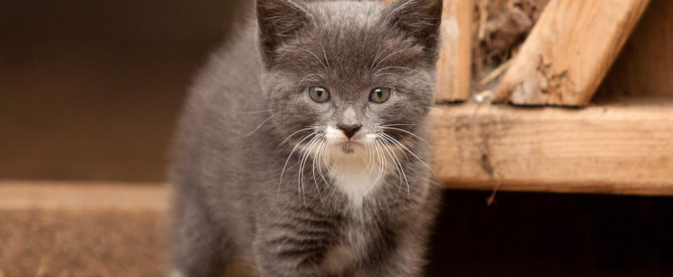 No Kitten Around: What You Need to Know about Rodent Control