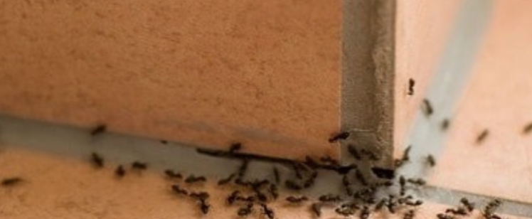 What You Need to Know About Controlling Ants in California