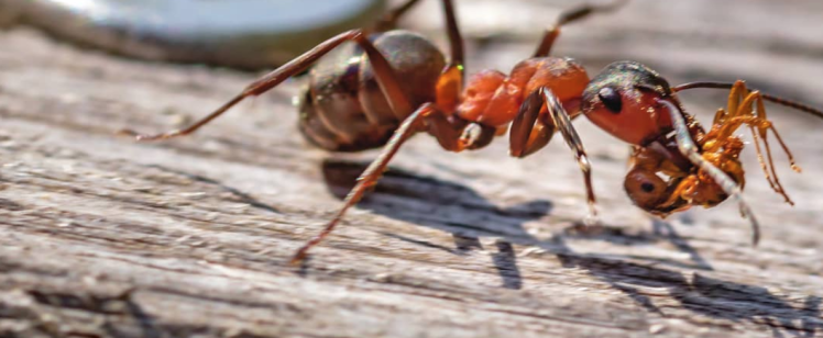 Fall Pests: Ant Infestations in Orange County