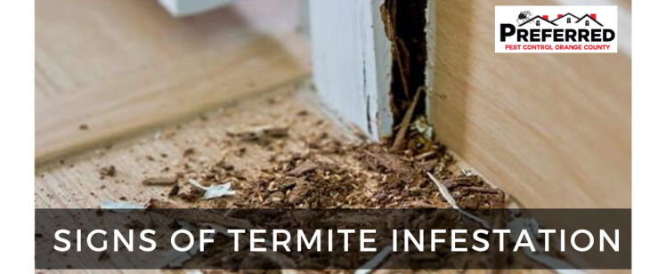 Signs of Termite Infestation