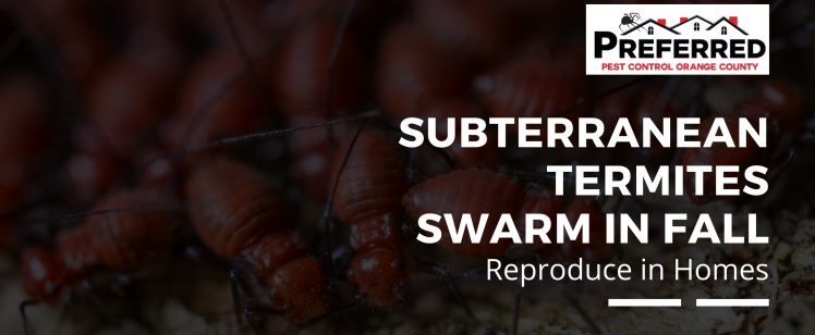 Close-up of termite swarm and pest logo