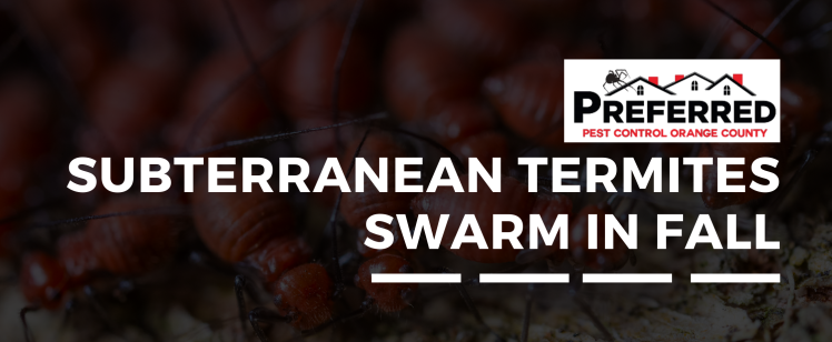 Close-up of swarming subterranean termites