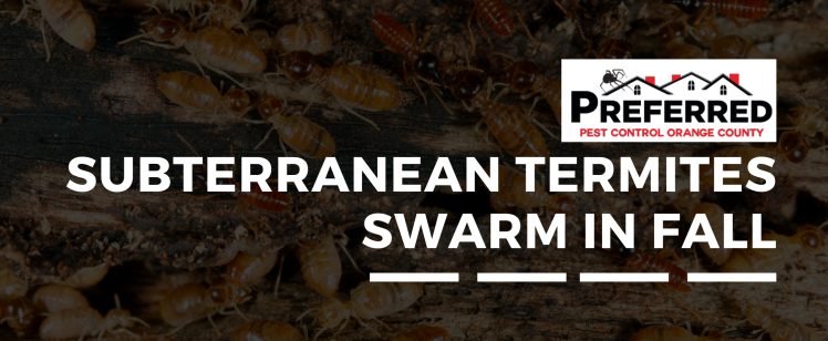 Subterranean termites swarming over damaged wood