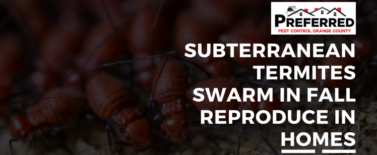 Close-up of subterranean termite swarm