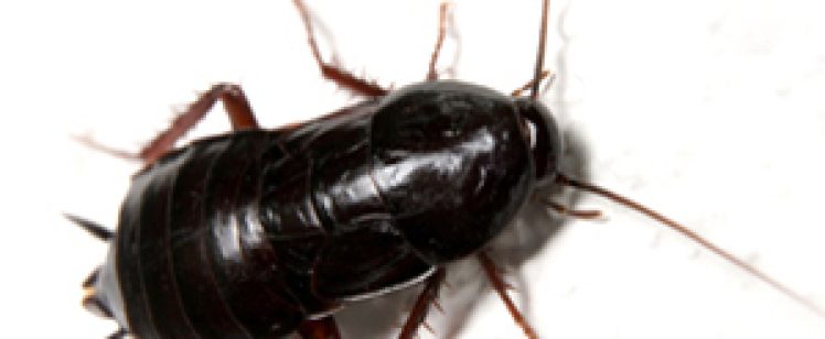 Summer heat and tons of Roach Control in my home. Yikes!!!