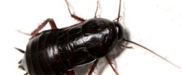 Summer heat and tons of Roach Control in my home. Yikes!!!