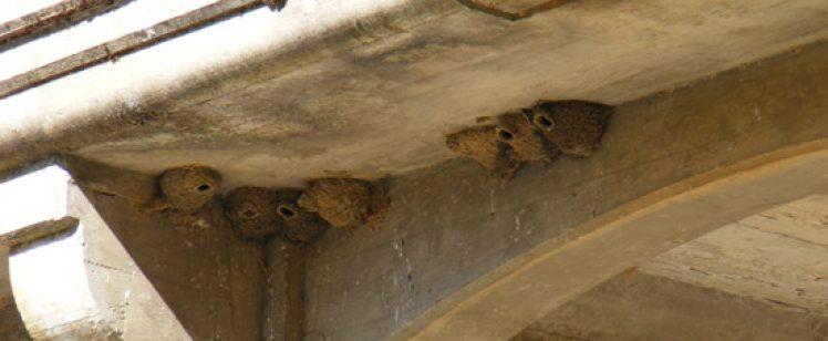 Swallow mud nests under concrete bridge eaves