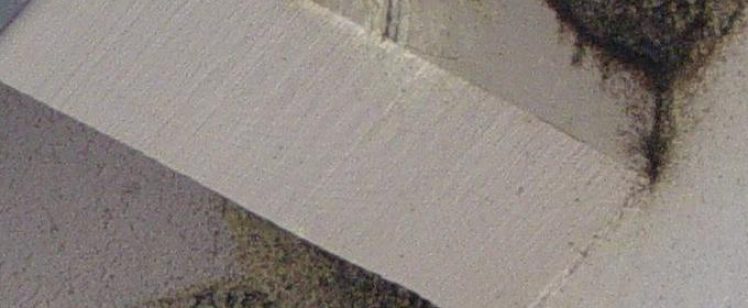 Swallow near mud nests under building eaves