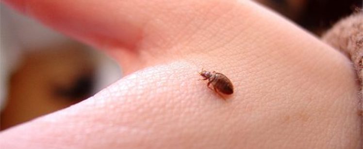 Sweating Over Bed Bugs In The OC
