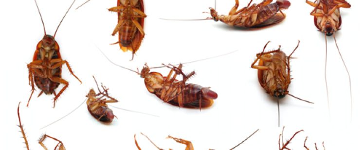 The German cockroach in Orange County