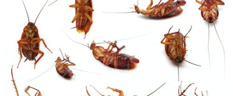 The German cockroach in Orange County