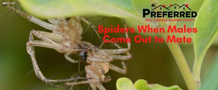Spiders When Males Come Out to Mate