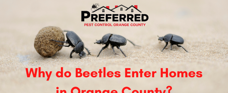 Why do Beetles Enter Homes in Orange County?- Preferred Pest Control