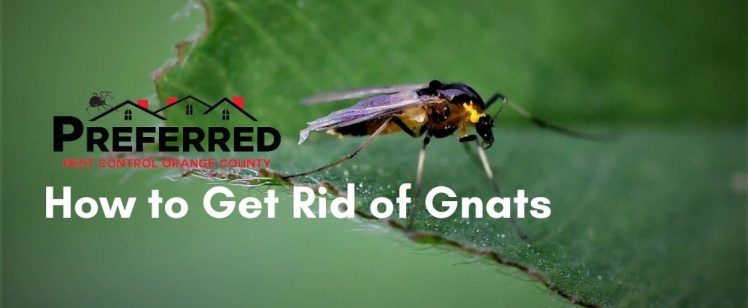 How to Get Rid of Gnats