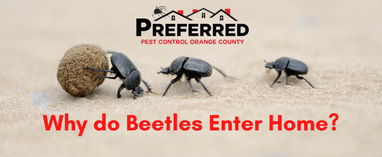 Three dung beetles rolling a ball